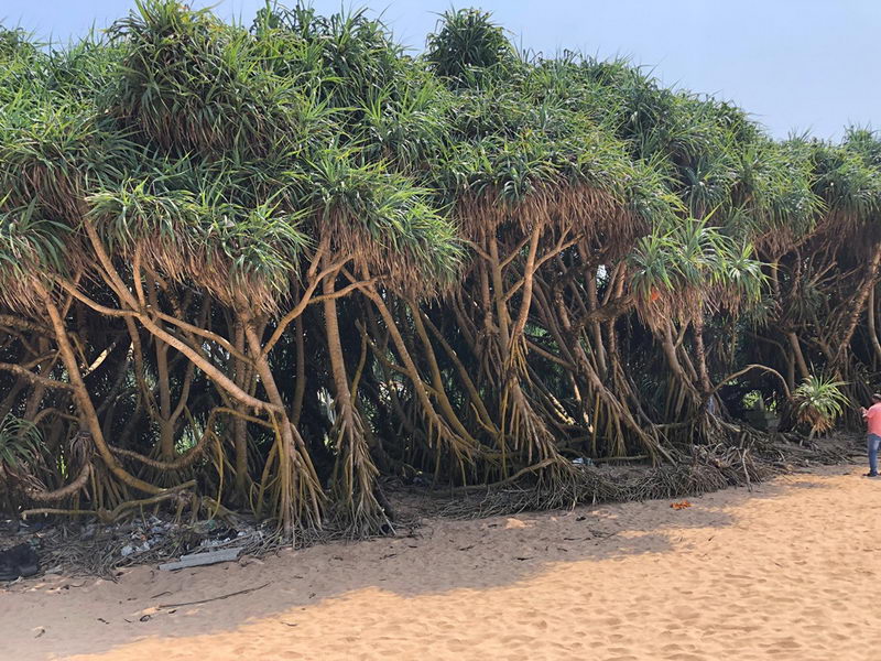 C03 BL065 Beach Land in Kosgoda/Balapitiya, Sri Lanka, beach